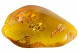 Four Detailed Fossil Ants (Formicidae) In Baltic Amber #139062-3